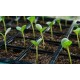 Seedlings