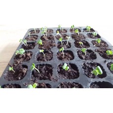 Pak Choi Seedlings