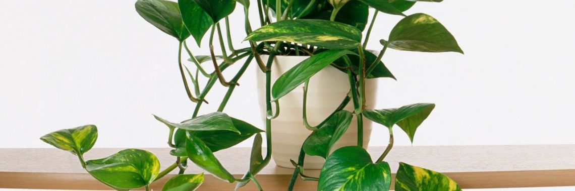Plantshop3