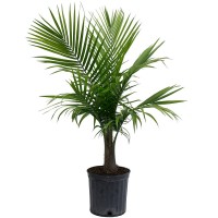 Palm Plant