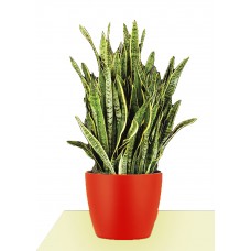Snake Plant